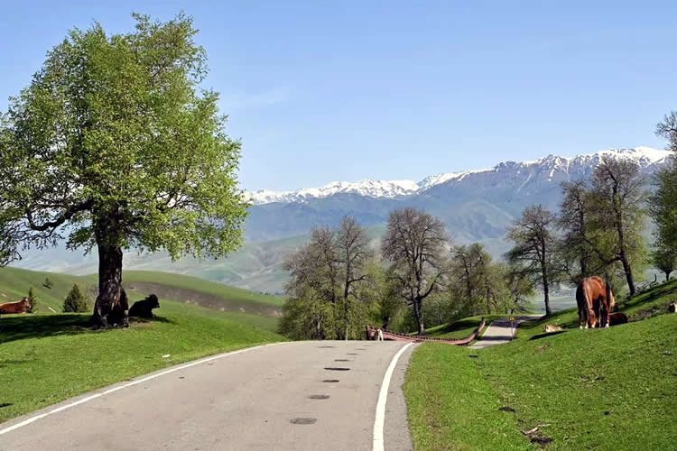 加拿大籍華人要在國內(nèi)貸款買房怎么辦理加拿大護照翻譯公證認證？