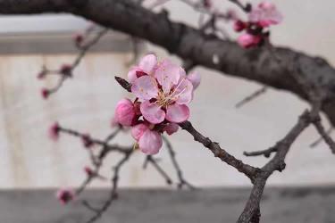 香港居民要申請在內(nèi)地從事律師執(zhí)業(yè)怎么辦理經(jīng)內(nèi)地認可的公證人公證聲明本人在香港未受刑事處罰呢？