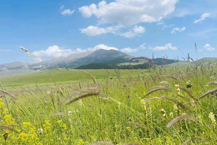 中國公民在美國離婚現(xiàn)要更改婚姻狀況怎么辦理美國離婚判決書海牙認證？