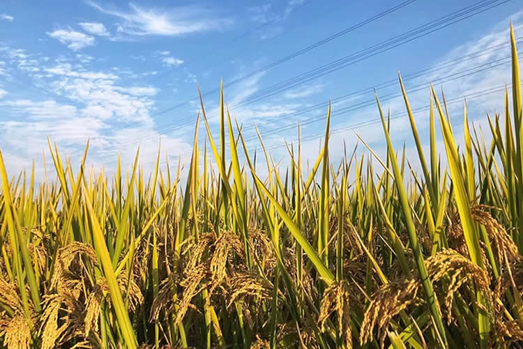 香港人要在西班牙結(jié)婚如何辦理中國出生公證附加證明書呢？