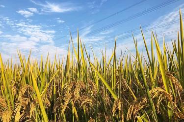 內(nèi)地出生的香港人怎么辦理中西語出生公證書及加簽附加證明書呢？