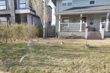 香港公司要在巴西投資設(shè)立公司怎么辦理授權(quán)委托書海牙認(rèn)證呢？