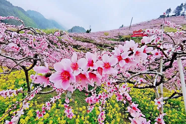 港寶要在珠海市上學(xué)怎么做香港出生紙公證和蓋章轉(zhuǎn)遞呢？