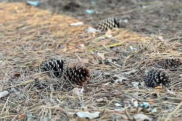 內(nèi)地出生的香港人如何辦理中德文出生公證書(shū)海牙認(rèn)證用于移民德國(guó)呢？