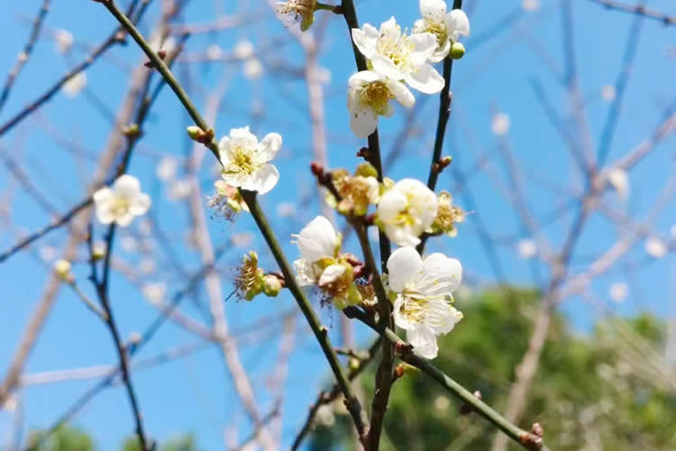 內(nèi)地出生的香港人怎么辦理與其媽媽是母女關(guān)系證明公證書用于申請(qǐng)香港公屋加名